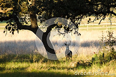 Whitetailed Deer Buck with Atypical Antlers Stock Photo