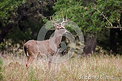 Whitetailed Deer Buck Stock Photo