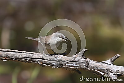 Whitethroat bird perched on a thistle branch. Plain green background. Stock Photo