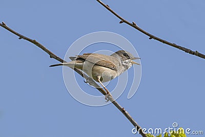 Whitethroat Bird Singing Stock Photo