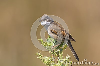 Whitethroat bird, Sylvia communis, singing Stock Photo