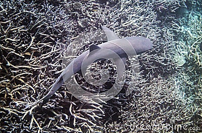 Whitetip Reef Shark Stock Photo
