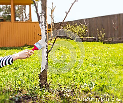Whitewashing of fruit trees in spring. Care of the garden. Hand with a brush paints a tree to protect it from harmful insects Stock Photo