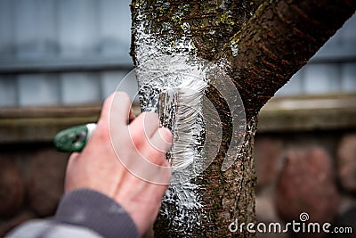 Whitewashing of fruit trees in spring. Care of the garden. Hand with a brush paints a tree to protect it from harmful insects. Stock Photo