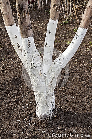 Whitewashing garden trees Stock Photo