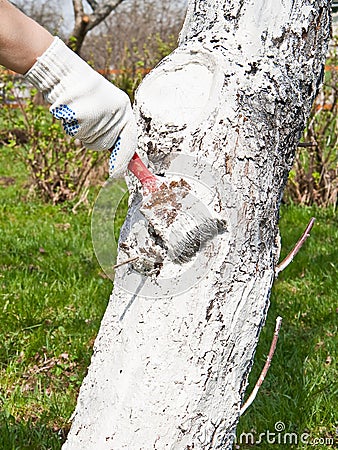 Whitewashing of trees Stock Photo