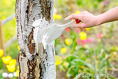 Whitewashing of a young apple tree in early spring on a sunny day. protect it from insects and fungal diseases. farmer gardener`s Stock Photo