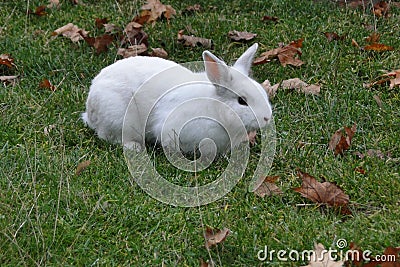 Beautiful white rabbit on a greeny lawn. Stock Photo