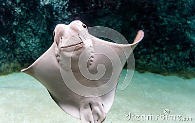 Whitish belly of Cownose ray Rhinoptera bonasus Stock Photo