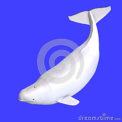 Whitle female beluga whale Stock Photo