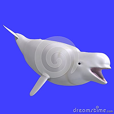 Whitle female beluga whale Stock Photo