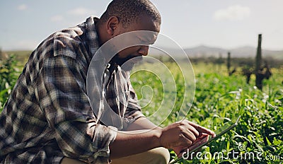 Those who respect the earth will be rewarded. a mature man using a digital tablet while working on a farm. Stock Photo