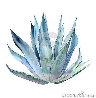 Whole agave plant. Blue leaves. Watercolour botanical illustration isolated on white background. Cartoon Illustration