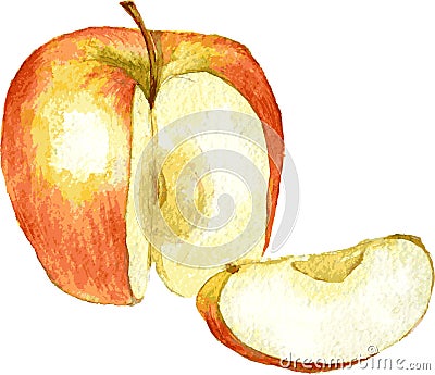 Whole apple and slice drawing by watercolor Vector Illustration