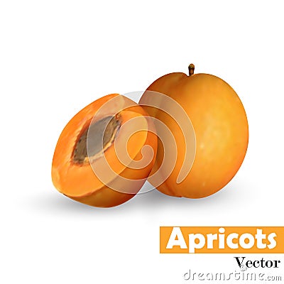 Whole apricot slice with pit Vector Illustration