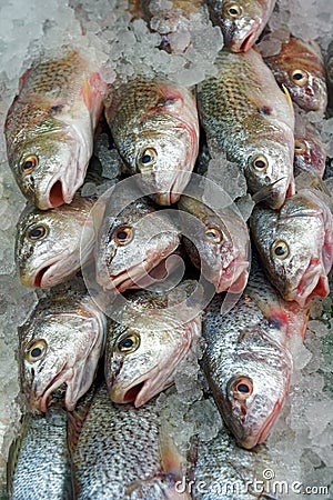 Whole Atlantic Croaker fish on ice at the market Stock Photo