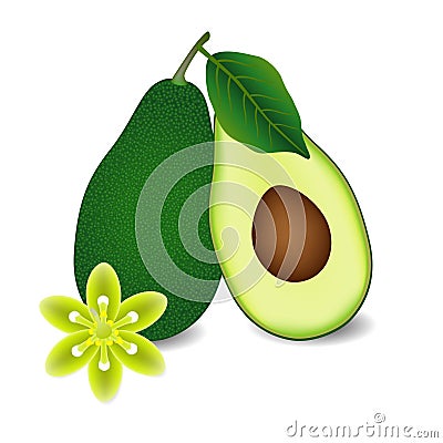 Whole avocado fruit with leaf, slice and flower. Vector Illustration