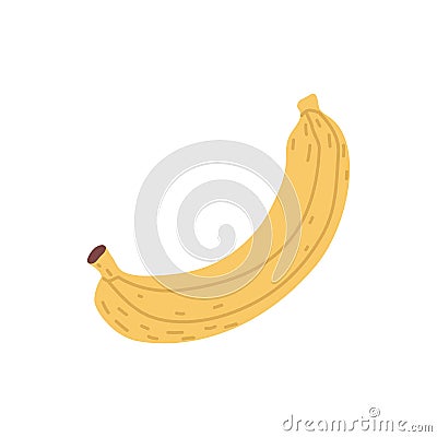Whole banana with yellow skin. Fresh ripe tropical fruit with peel. Exotic sweet banan drawn in simple doodle style Vector Illustration