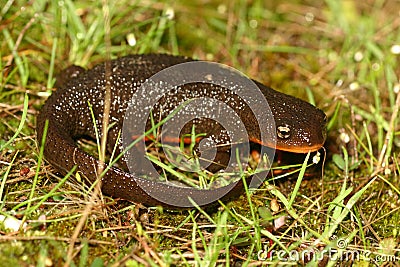 Rough-skinned newt (Taricha granulosa) Stock Photo