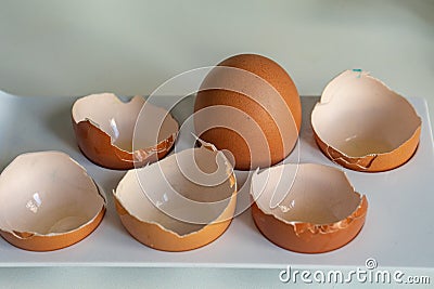 Whole chicken egg among the shells. survivorship bias concept Stock Photo