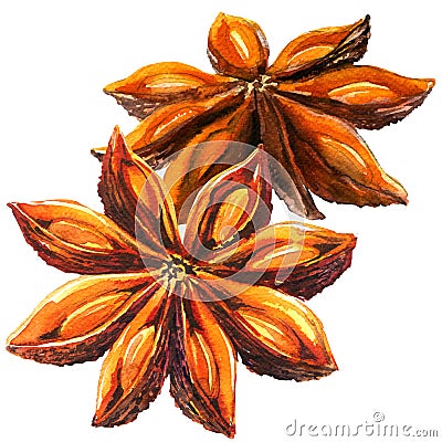 Whole chinese star anise spice and seeds, two objects isolated, watercolor illustration on white Cartoon Illustration