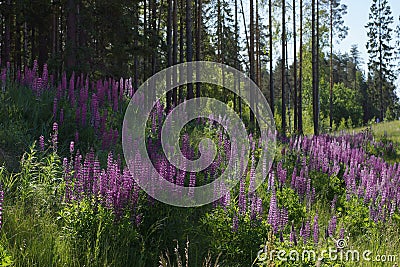 A whole clearing of purple lupins grows near the forest Stock Photo