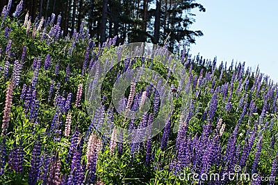 A whole clearing of purple lupins grows on a slope in the summer Stock Photo