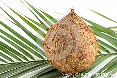 Whole coconuts with leaves on white Stock Photo