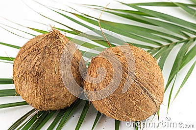Whole coconuts with leaves on white Stock Photo