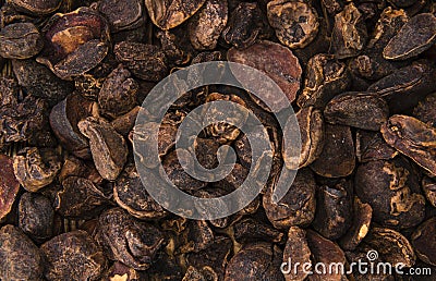 Whole Cola Nuts (background image) Stock Photo