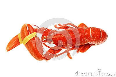 Whole cooked lobster Stock Photo
