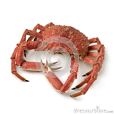 Whole cooked spider crab Stock Photo