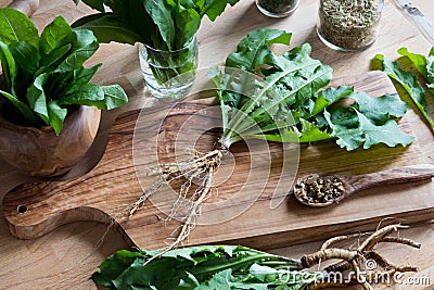 Whole dandelion plant including root on a wooden table Stock Photo