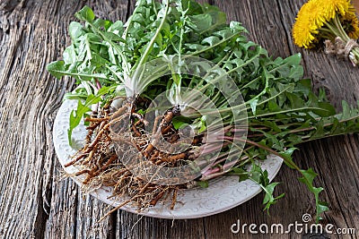 Whole dandelion plants with roots on a plate Stock Photo