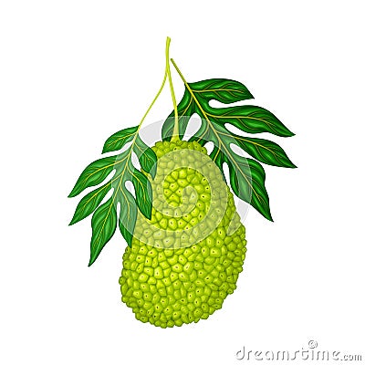 Whole Elliptical Jackfruit with Green Gummy Pimpled Shell Hanging on Tree Branch Vector Illustration Vector Illustration