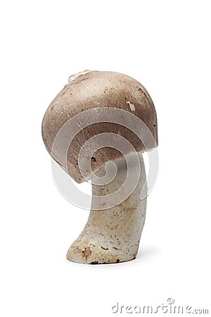 Whole fresh Almond mushroom Stock Photo