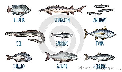 Whole fresh different types fish. Vector engraving vintage illustration Vector Illustration