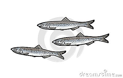 Whole fresh fish anchovy. Vector engraving vintage illustration Vector Illustration