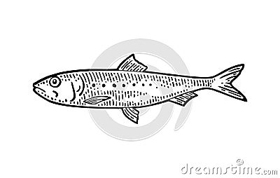 Whole fresh fish sardine. Vector engraving vintage Vector Illustration