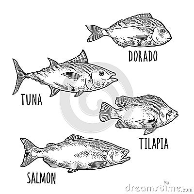 Whole fresh fish tilapia, dorado, tuna, salmon. Vintage engraving black . Vector Illustration