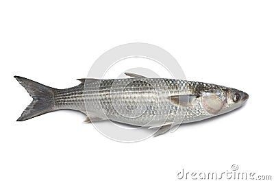 Whole fresh grey mullet Stock Photo