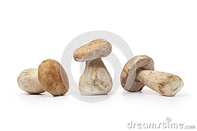 Whole fresh porcini mushrooms Stock Photo