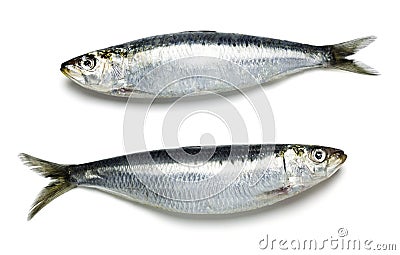 Whole Fresh Sardines on White Background Stock Photo