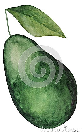 Whole geen juicy avocado. Watercolor tropical fruit illustration Cartoon Illustration