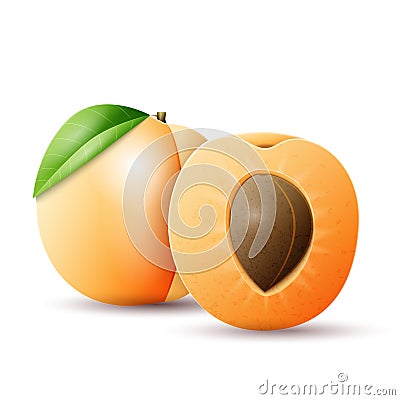 Whole and half apricot Vector Illustration