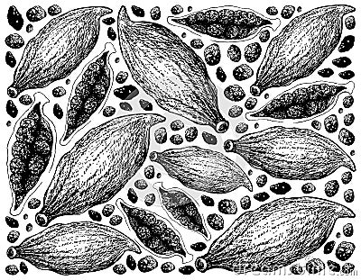 Whole and Half of Fresh Cardamom Pods Background Vector Illustration