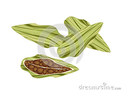 Whole and Half of Fresh Cardamom Pods Vector Illustration