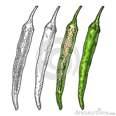 Whole and half green pepper cayenne. Vintage engraving gray color illustration. Vector Illustration