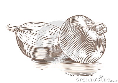 Whole and half onion Vector Illustration