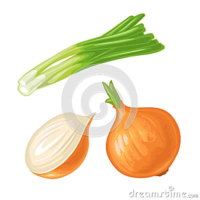 Whole and half onion. Vector vintage engraving isolated on white Vector Illustration